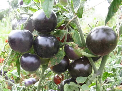 تصویر 3 از نشا گوجه فرنگی سیاه با رشد قوی و کیفیت بالا
